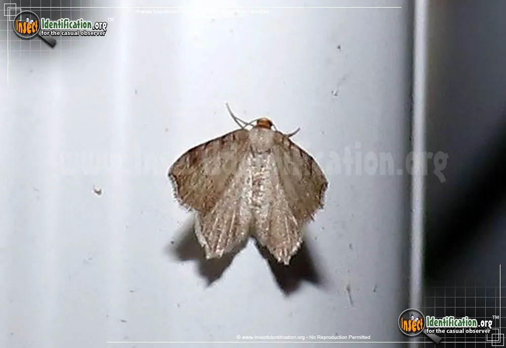 Red-headed Inchworm Moth - photo 7