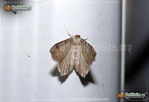 Red-headed Inchworm Moth - photo 8