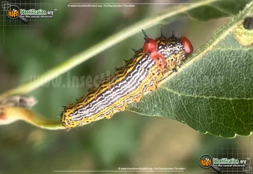 Red-humped Caterpillar Moth - photo 2