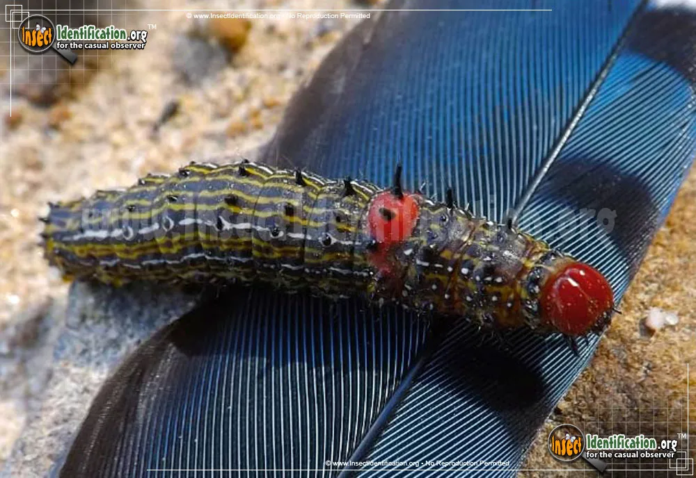 Red-humped Caterpillar Moth - photo 3