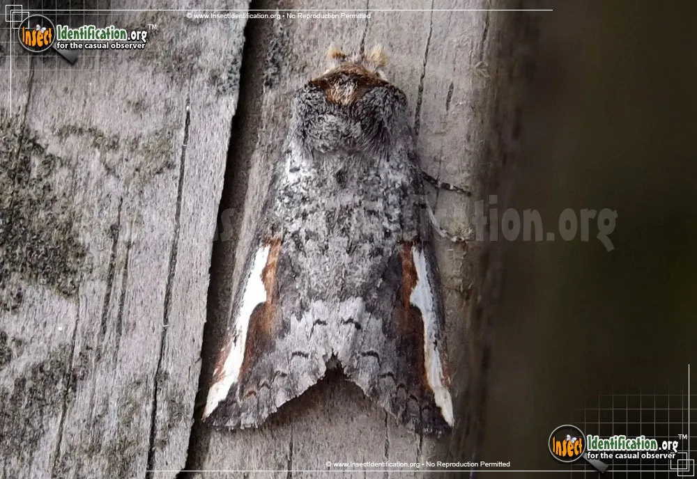Red-humped Oakworm Moth