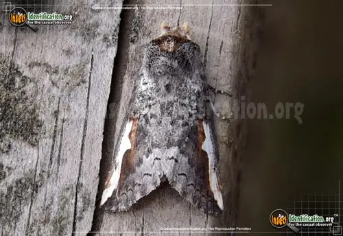 Red-humped Oakworm Moth - photo 2