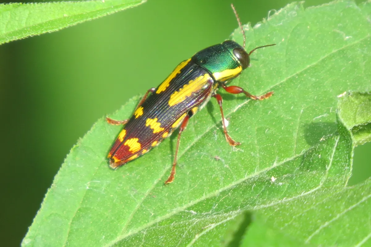 Red-legged Buprestis - photo 3