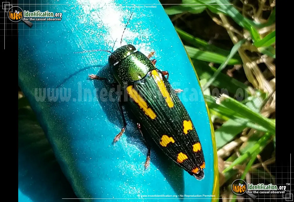 Red-legged Buprestis - photo 4