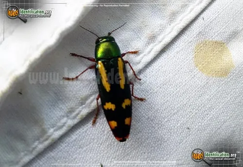 Red-legged Buprestis - photo 5