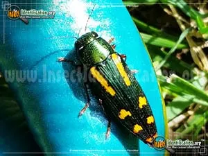 Red-legged Buprestis - photo 6