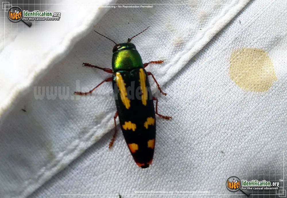 Red-legged Buprestis - photo 7