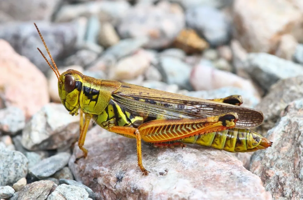Red-legged Grasshopper - photo 2