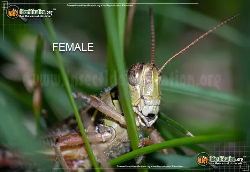 Red-legged Grasshopper - photo 4