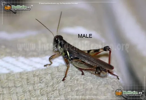 Red-legged Grasshopper - photo 5