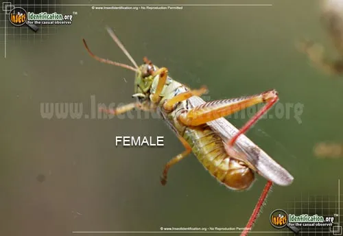 Red-legged Grasshopper - photo 6