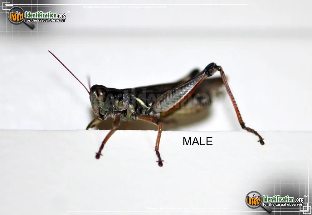 Red-legged Grasshopper - photo 7