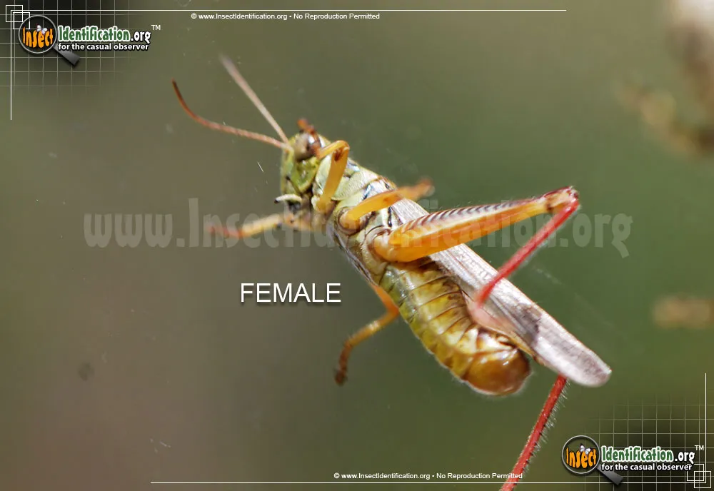 Red-legged Grasshopper - photo 8