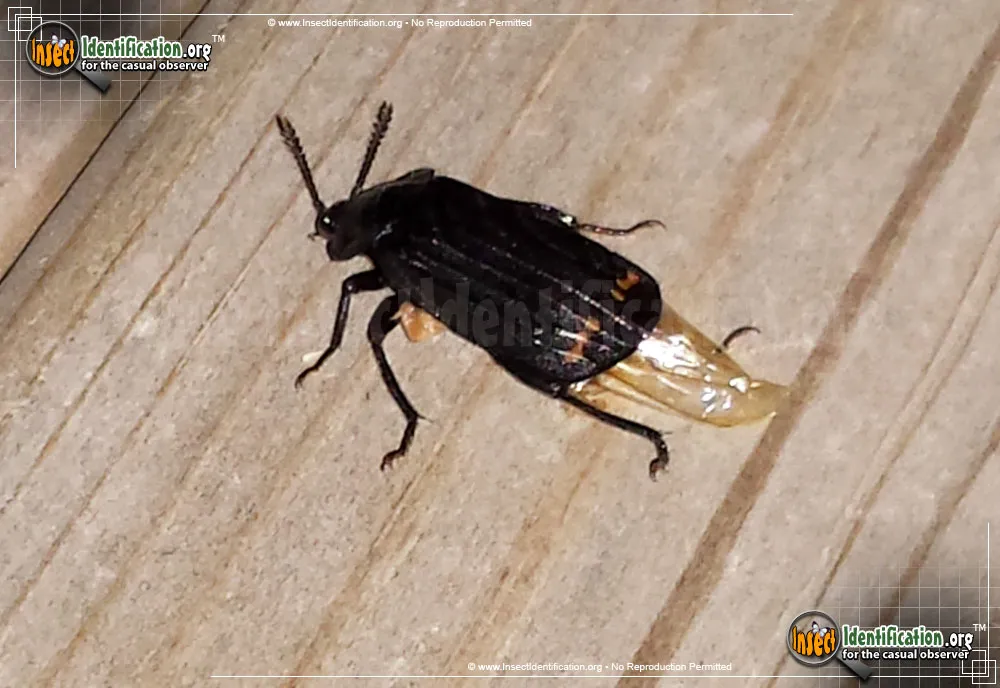 Red-lined Carrion Beetle