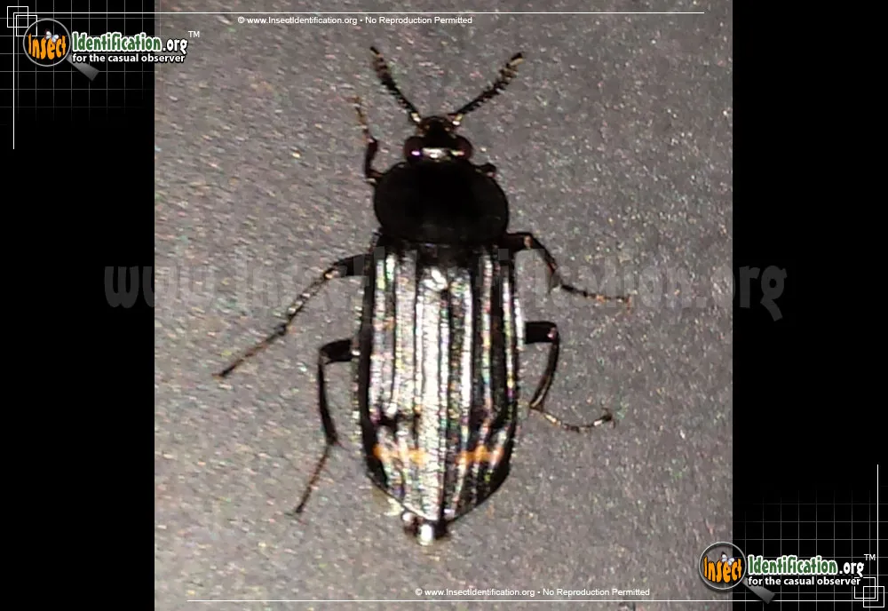 Red-lined Carrion Beetle - photo 3