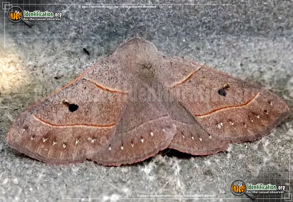 Red-lined Panopoda