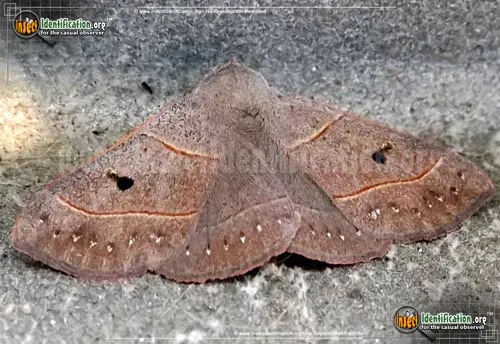 Red-lined Panopoda - photo 2