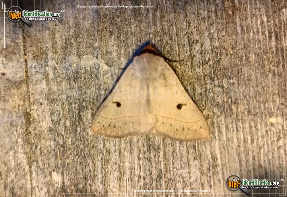 Red-lined Panopoda - photo 3