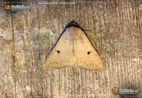 Red-lined Panopoda - photo 4