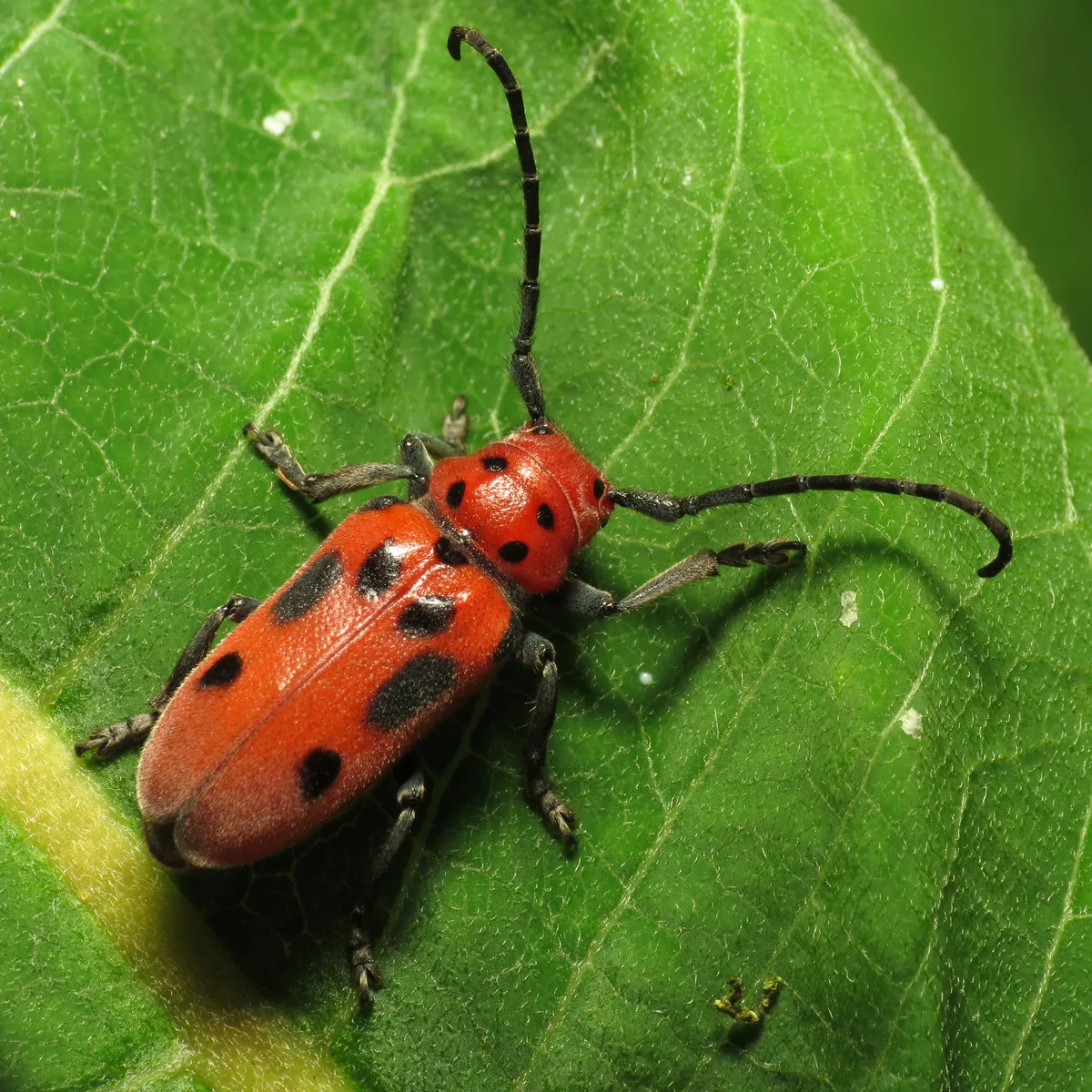 Red Milkweed Beetle - photo 2