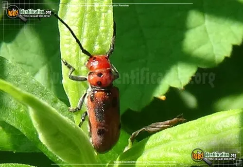 Red Milkweed Beetle - photo 3