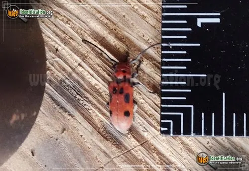 Red Milkweed Beetle - photo 4