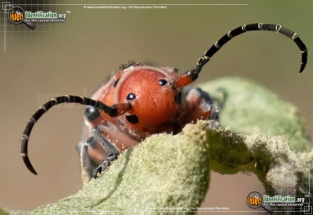 Red Milkweed Beetle - photo 5