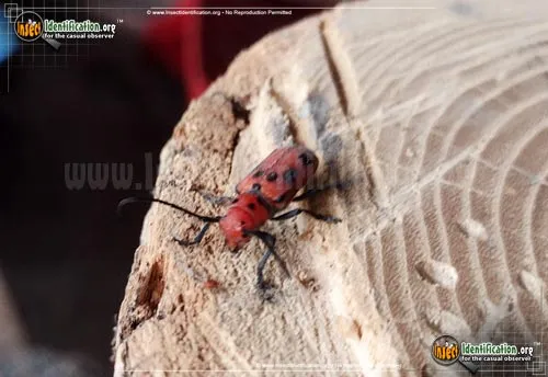 Red Milkweed Beetle - photo 7