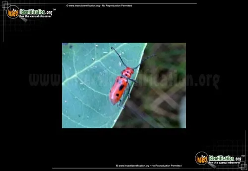 Red Milkweed Beetle - photo 8