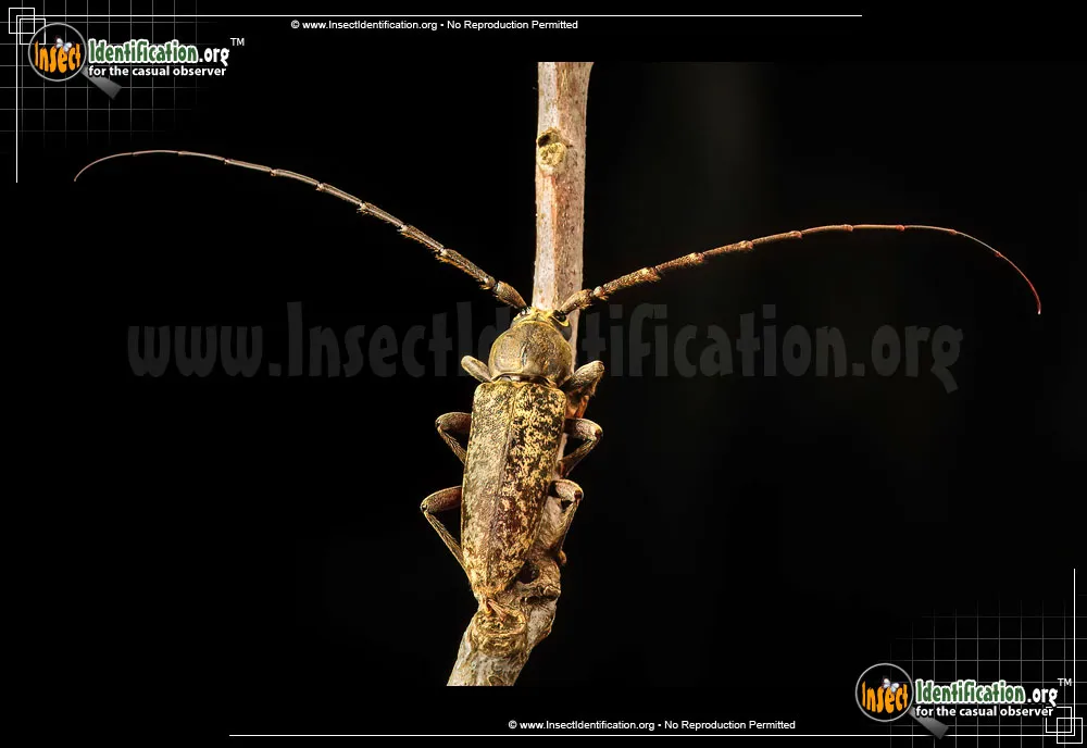 Red Oak Borer