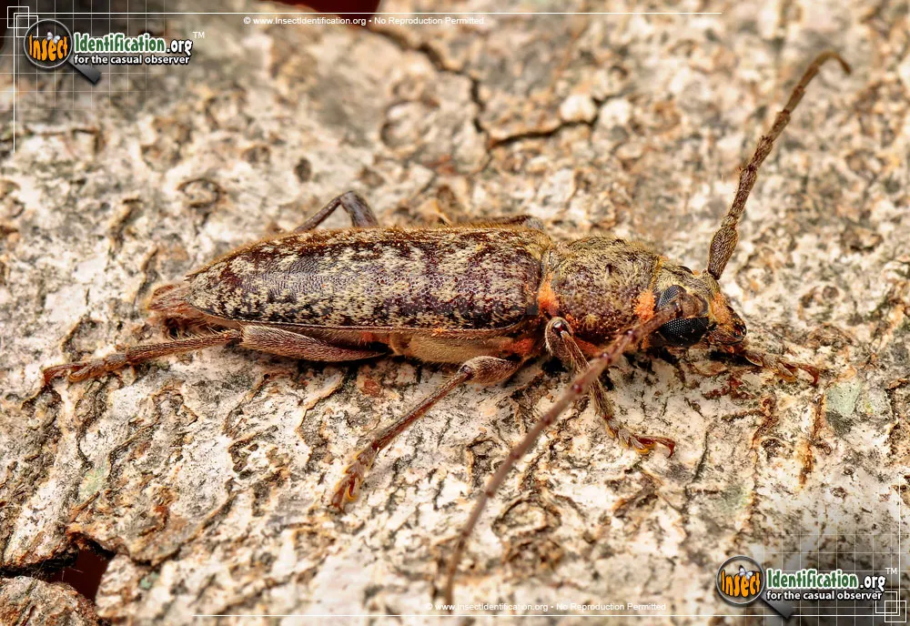 Red Oak Borer - photo 3