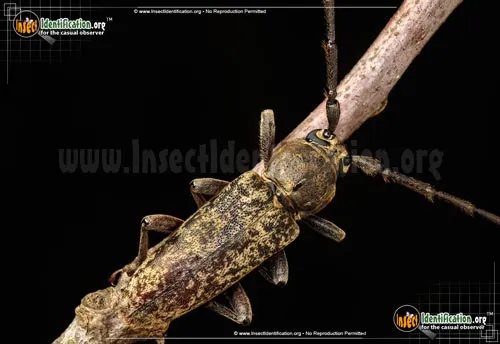 Red Oak Borer - photo 6