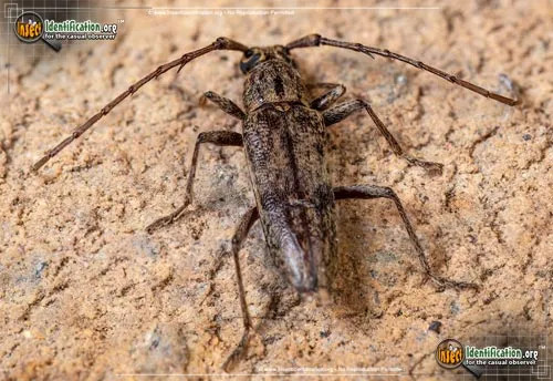 Red Oak Borer - photo 8