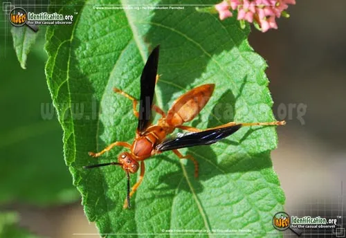 Red Paper Wasp - photo 2