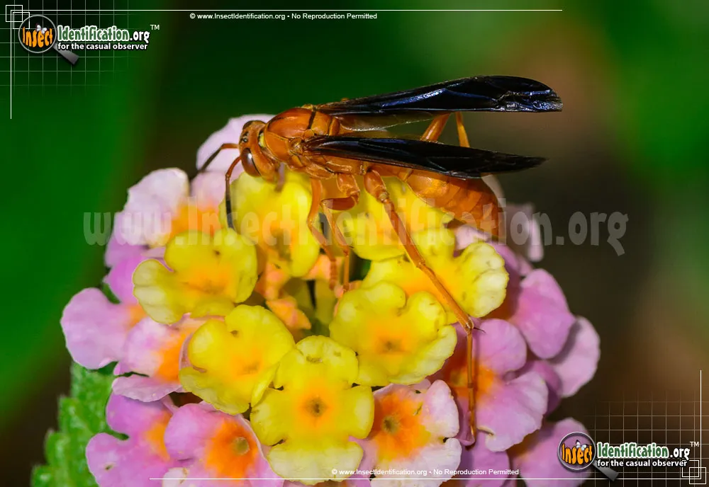 Red Paper Wasp - photo 3