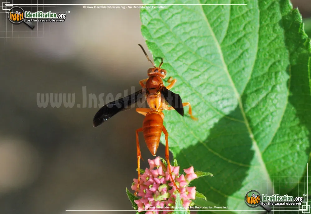 Red Paper Wasp - photo 5