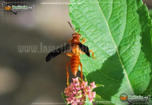 Red Paper Wasp - photo 6