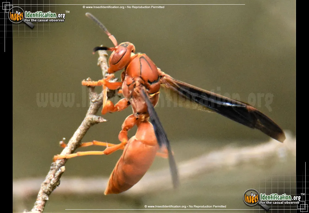 Red Paper Wasp - photo 7