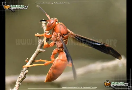 Red Paper Wasp - photo 8