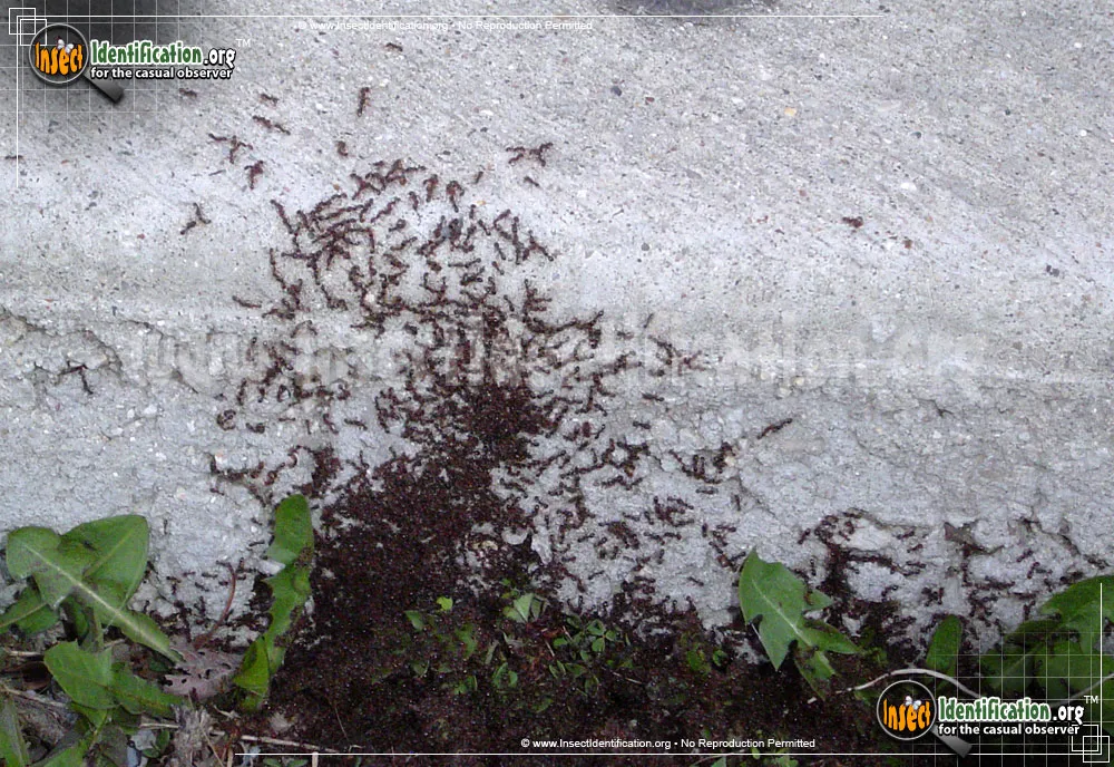 Red Pavement Ant