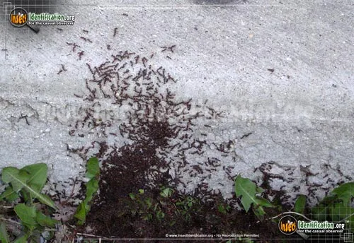 Red Pavement Ant - photo 2