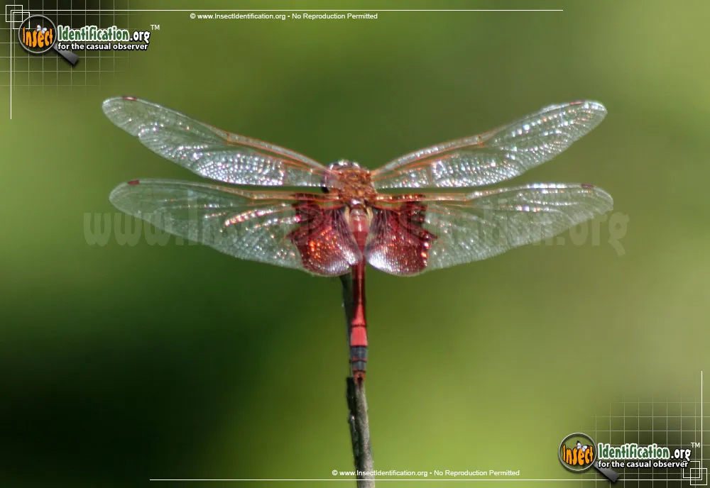 Red Saddlebags