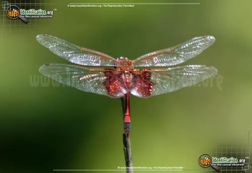 Red Saddlebags - photo 2