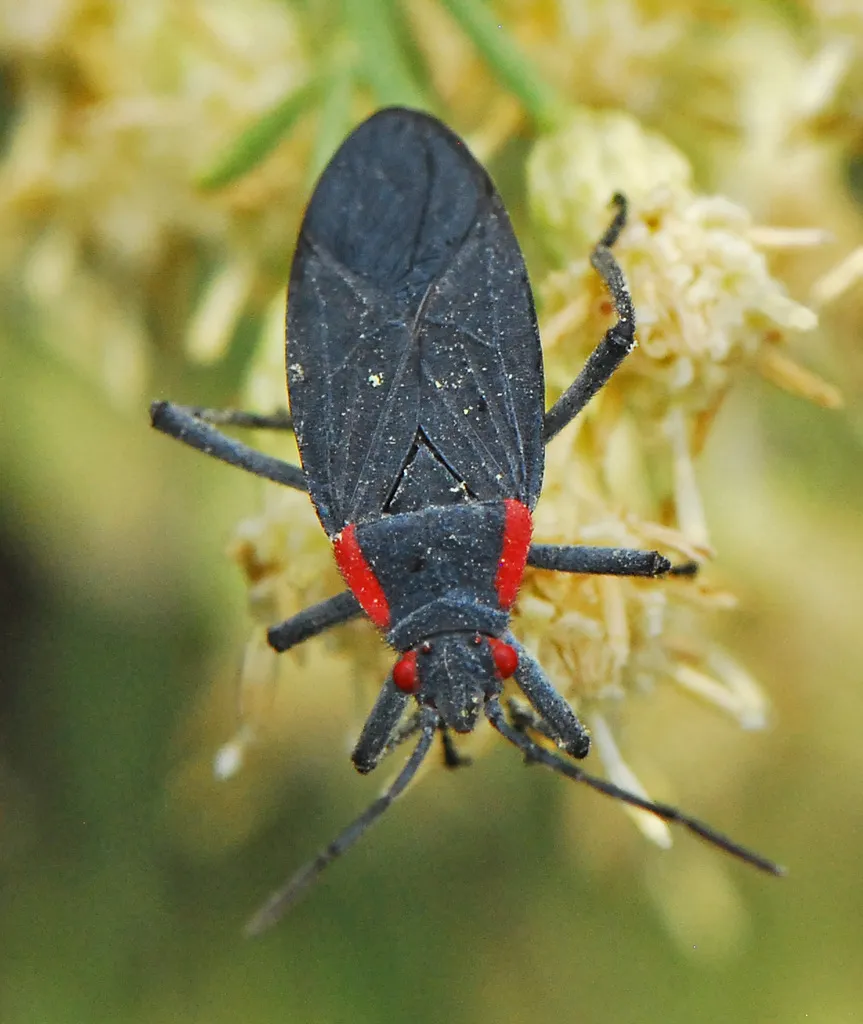 Red-shouldered Bug - photo 2