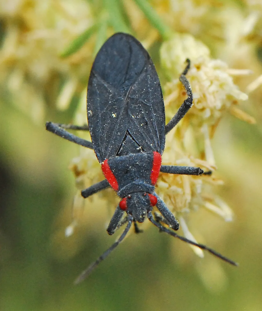 Red-shouldered Bug - photo 3