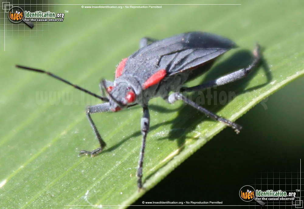 Red-shouldered Bug - photo 4