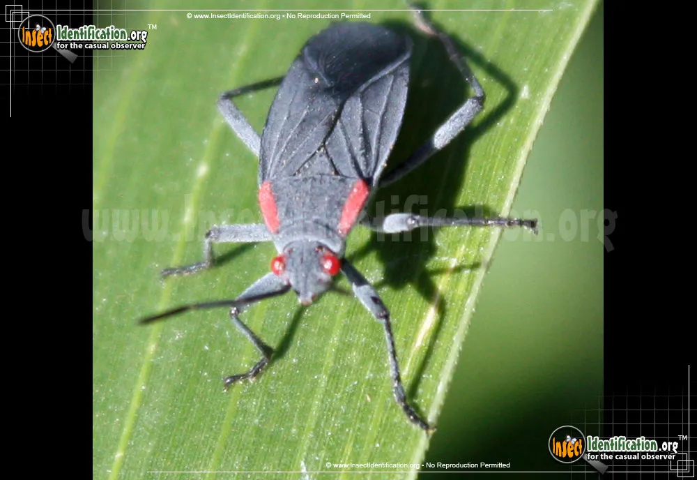 Red-shouldered Bug - photo 6