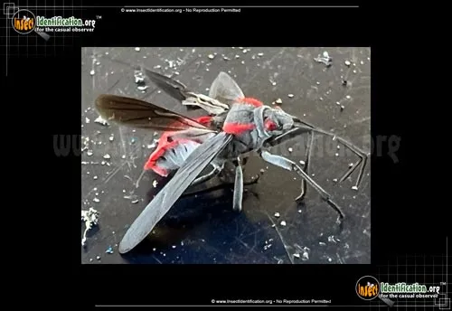 Red-shouldered Bug - photo 8