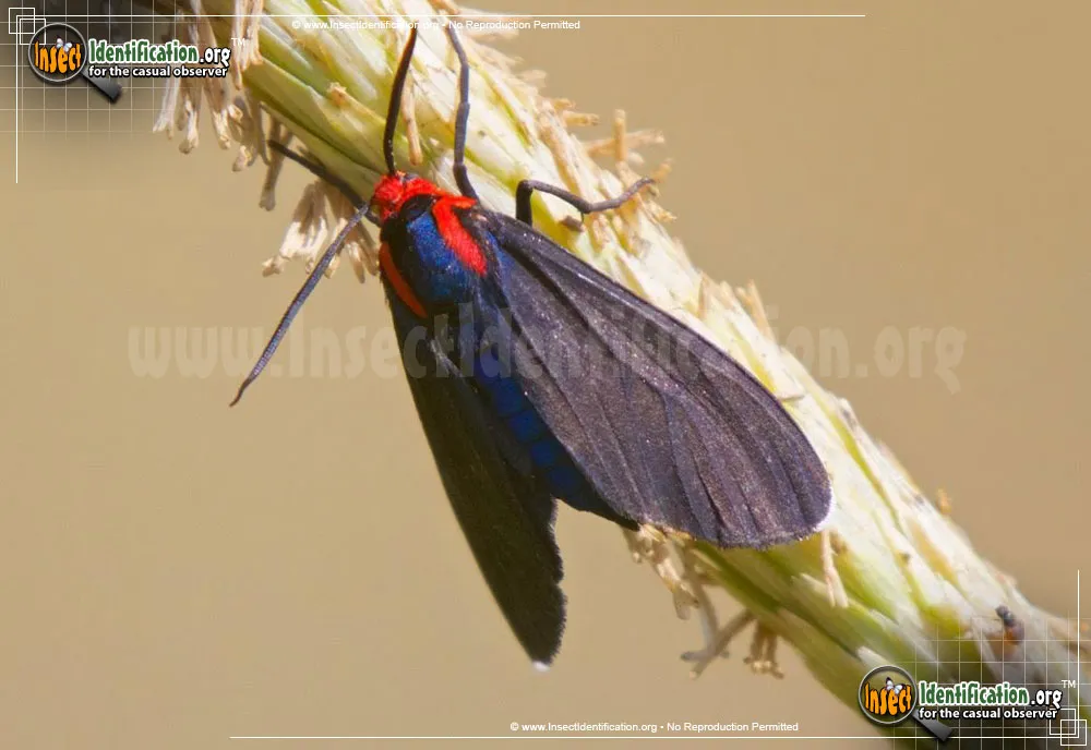 Red-shouldered Ctenucha Moth