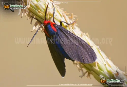 Red-shouldered Ctenucha Moth - photo 2